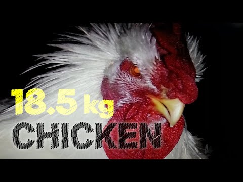 18.5 Kg Ambros Broiler Chicken