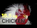 18.5 Kg Ambros Broiler Chicken