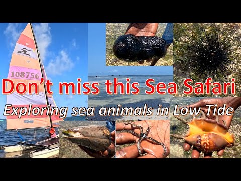 Exploring Sea Creatures by walking Barefoot in Low Tide #mombasa #kenya #africa #trending #beach