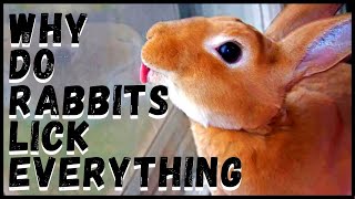 Why Do Rabbits Lick Everything