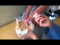 How to Clean a Cat's Ears 