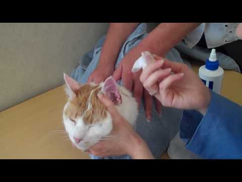 How to Clean a Cat's Ears - YouTube