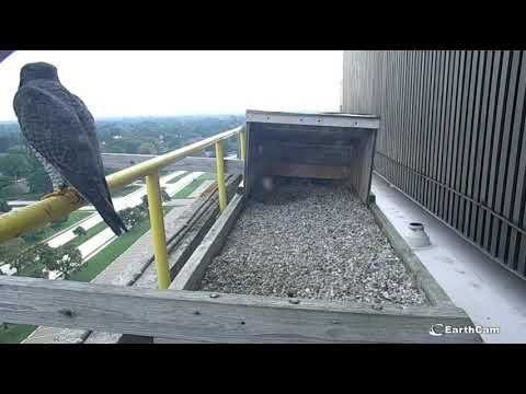 Warren (MI) - 06 09 2020 (10-11AM)