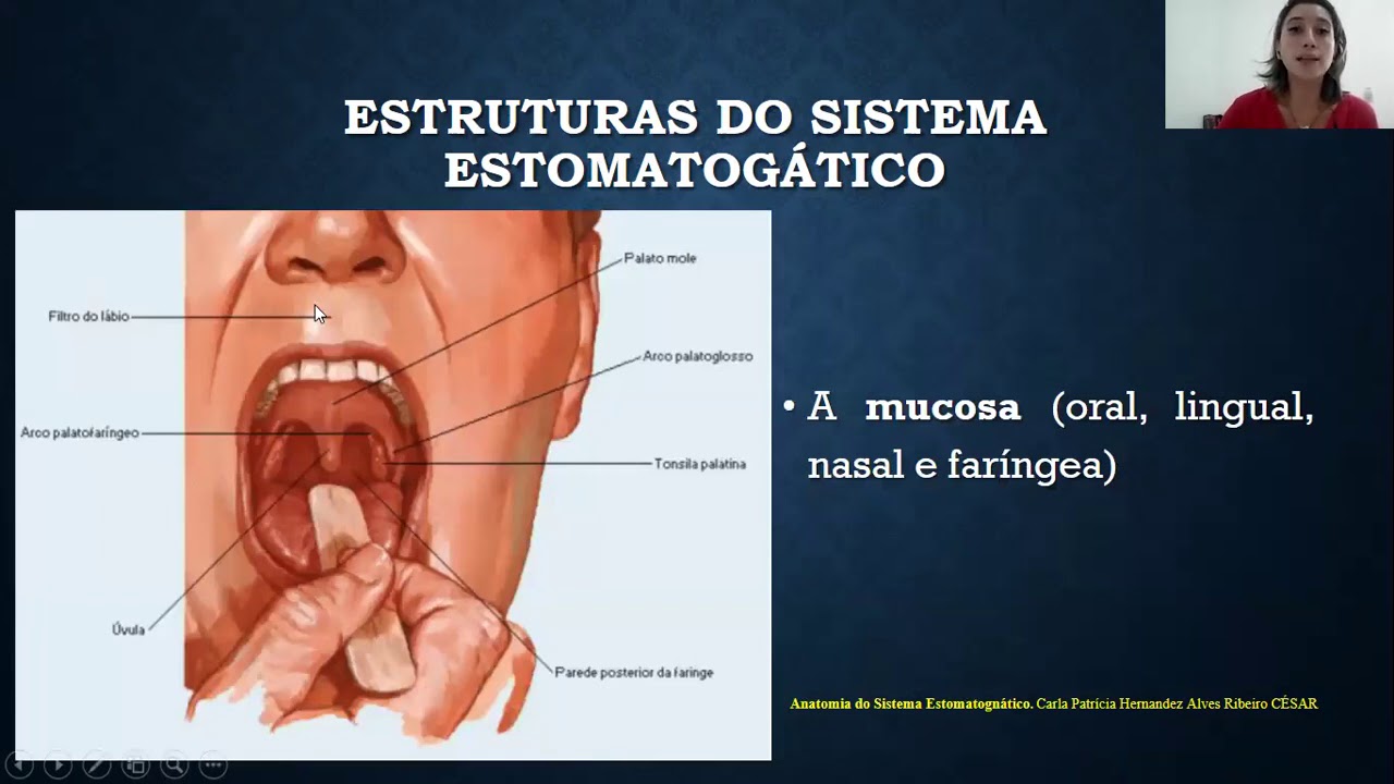 sistema estomagnatico
