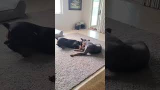 Video preview image #1 Doberman Pinscher-Unknown Mix Puppy For Sale in Escondido, CA, USA