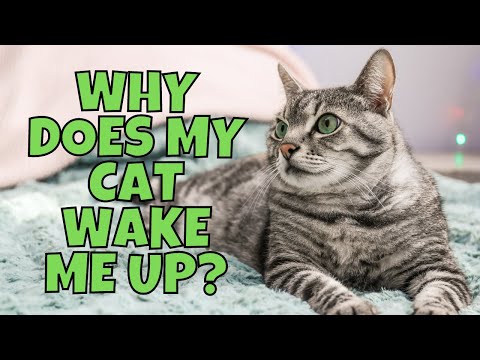 Why Does My Cat Wake Me Up at Night? (Tips & Tricks)