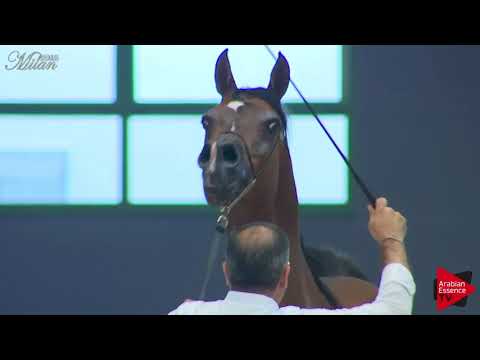 N.94 ANTAR FG - Milan 2018 - 10 Years Old and Older Stallions (Class 12)