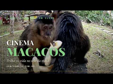 Fauna selvagem em habitat natural — Cinema Trilha, Mata Atlântica, Santa Teresa ES