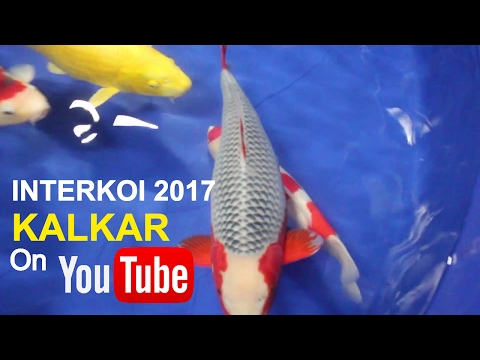 Interkoi 2017 Koi Show | Kalkar Duitsland Video
