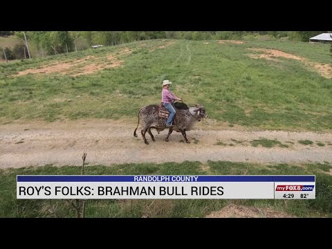 'Just an overgrown puppy dog': Meet Spartacus, the gentle giant 1,850-pound Brahman bull in Randolph