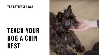 How to teach your dog a chin rest | The Battersea Way