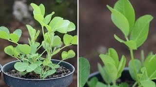 The Perfect Soil - Forget about compost piles!