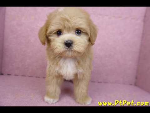 06/18馬爾泰迪公幼犬(桃園市)