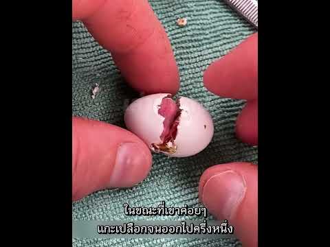 จากนกน่าเกลียด สู่ นกแสนสวย