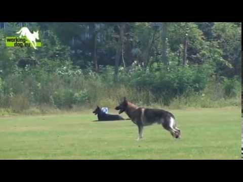 Atze vom Spektefeld LGA2012 B 91P SG