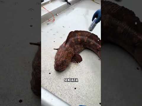 Ikan Ini Bisa Gigit Kaleng?! 😱