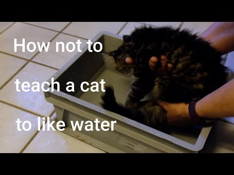 How not to teach a cat to like water