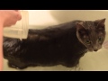Iggy the cat takes a bath