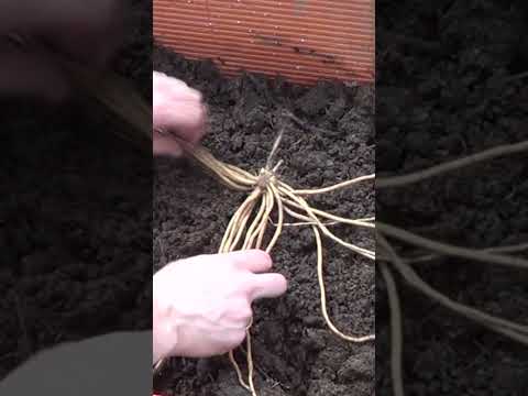 Grow Asparagus Forever! Toni's Perennial Guide