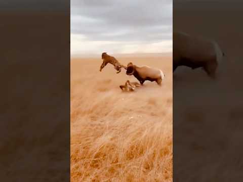 Leopard 🐆 And Antelope Moon Funny #funny #funnyvideo #sadhu #leopard #antelope