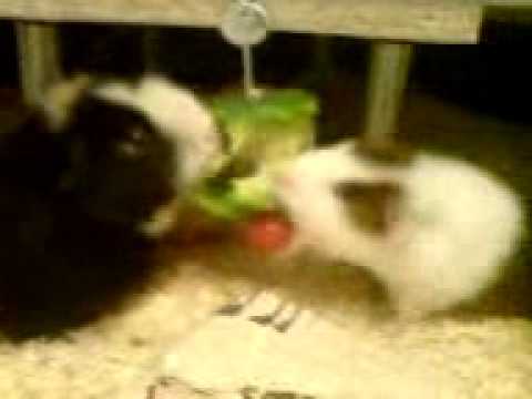 Dinner a la Charakterschwein