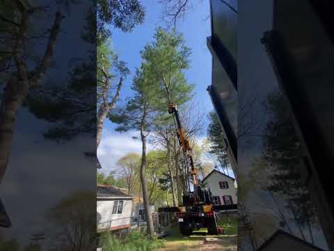 Remove trees safe and efficient | GMT Equipment Remove trees safe and efficient | GMT Equipment