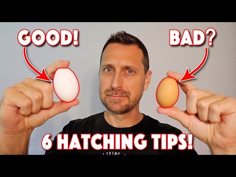 How To Hatch Your Own Chicken Eggs! 6 Tips For Huge Success!