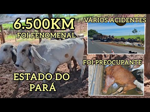 Viagem a Paragominas, Pará!