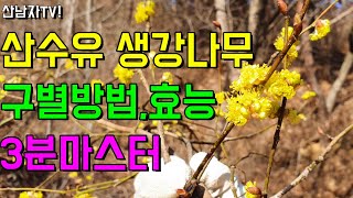 초보자 엄청난 효능 생강나무!!  산수유나무 구별 방법 효능 봄 꽃 차 담금주 산남자 약초 산행 자연 건강 …