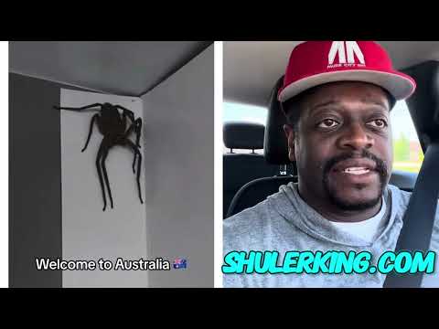 Shuler King - Spider In Australia