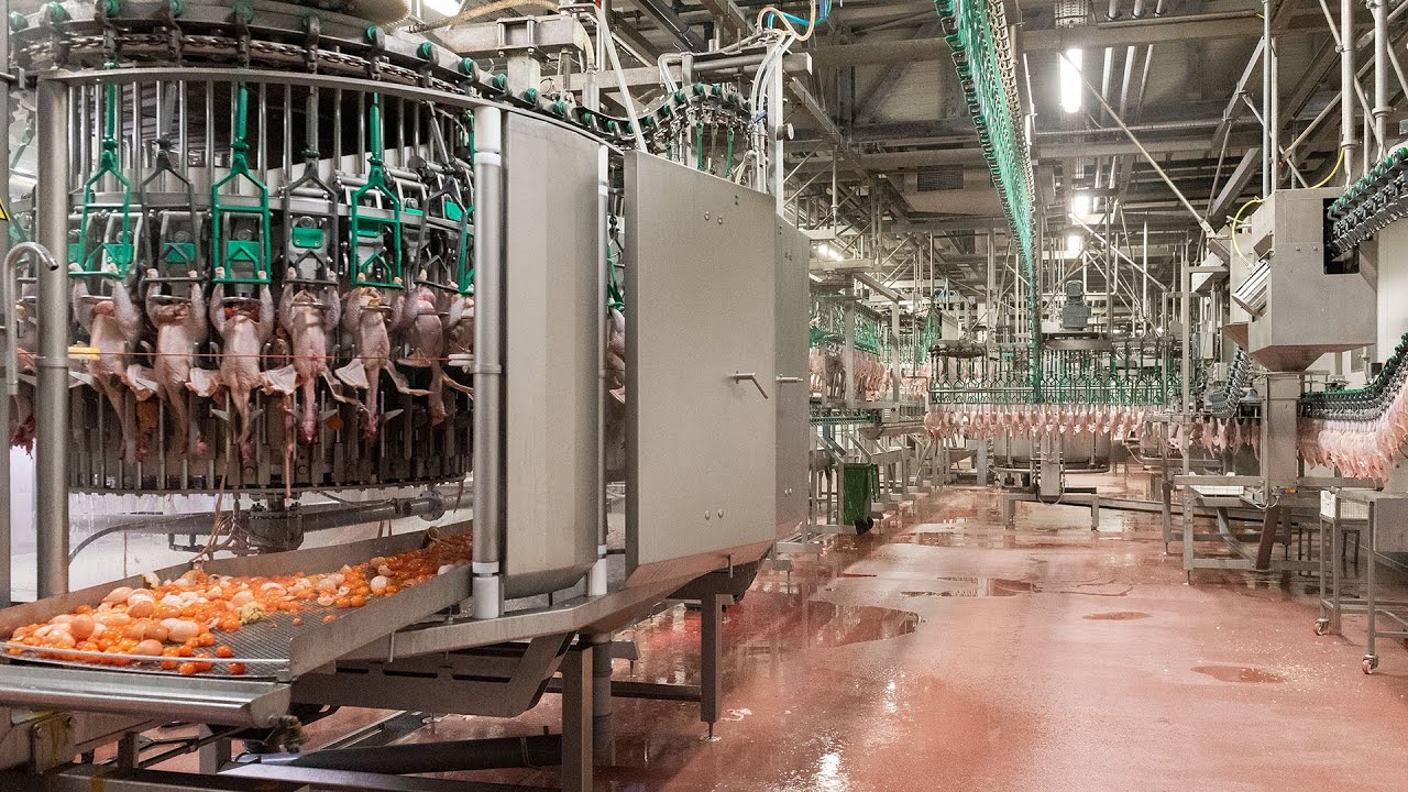 Meyn® Layer processing