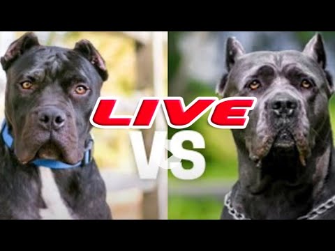Cane Corso vs. Presa Canario: The ULTIMATE Battle of the Giants