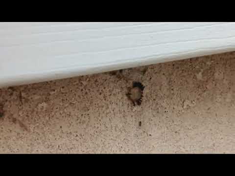 Side of the Home Covered with Ants in Eatontown, NJ