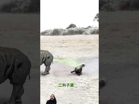 #animals #funny #wildanimals #wildlife #comedy #xoteamsong #xoteamentertainment