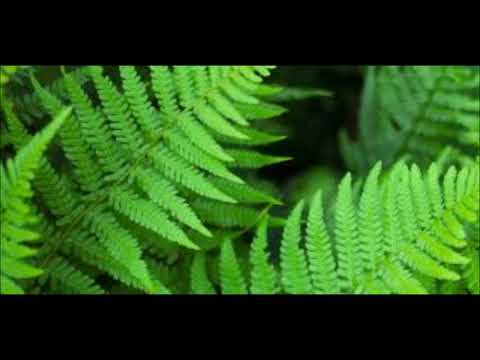 Vestimenta de Caboclo