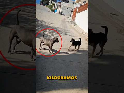 This pit bull's reaction surprised everyone #animals #dog #pets