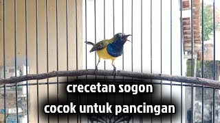 Download lagu Crecetan sogon cocok untuk pancingan sogon agar bunyi #sogon #sogongacor #pancingansogon #birds mp3 Download lagu Crecetan sogon cocok untuk pancingan sogon agar bunyi #sogon #sogongacor #pancingansogon #birds mp3