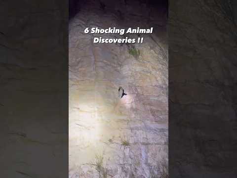 THEY KEEP GETTING CRAZIER  #snakes #animals #herping