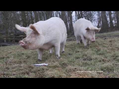 Der ganz normale Butenländer-Schweinealltag