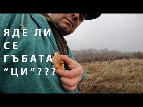 ЯДЕ ЛИ СЕ ГЪБАТА "ЦИ"? IS THE TIT MUSHROOM EDIBLE? #foraging #mushroom #гъби #nature