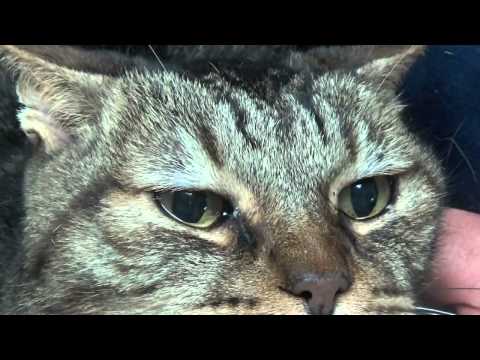 Eye Infections in cats