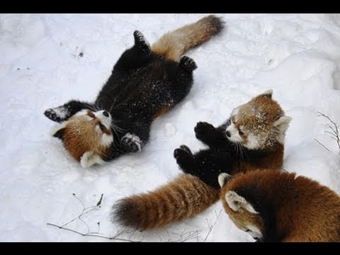 レッサーパンダジャンプ！！ ~Red Panda Jump！