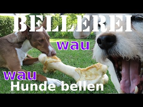 Hunde bellen - BELLEREI - Hunde beim wau wau machen für Kinder