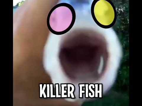 Killer fish spamton