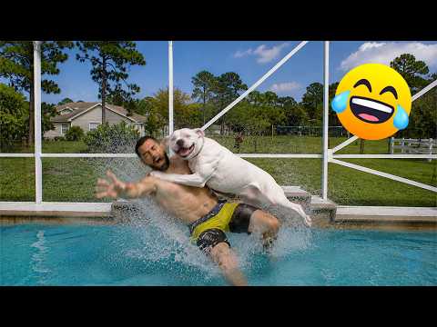 Funniest Animal Videos 2026 That Made Everyone Laugh 😂 Bets Funny Dogs and Cats Moments