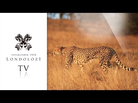 Incredible Speed - Cheetah Chases Steenbok - Londolozi