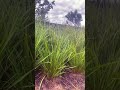 LEMON GRASS? #plant #jardin #gardendesign #youtubeshorts #youtubeshorts #garden #casayjardin