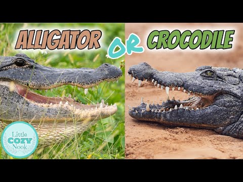🐊 Alligator OR Crocodile🐊 What's the difference? FOR KIDS