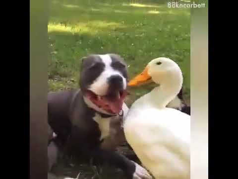 สัตว์น่ารักนกกับแมว นกกับสุนัข เป็ดกับสุนัข