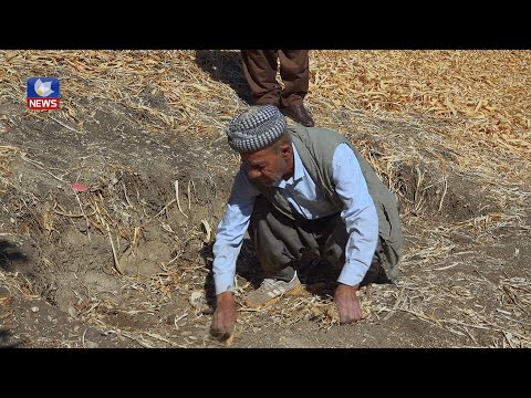 سەیری ڤیدیۆکە بکەن .. ماوەیەکە ھەڵدانەوەی گۆڕ لەناو گۆڕستانەکانی سنوری ئامێدی سەریھەڵداوە